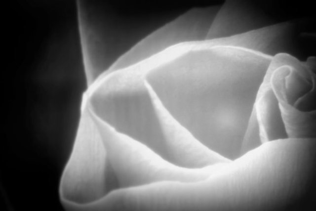 Anita Kovacevic  'Rose', created in 2011, Original Photography Other.