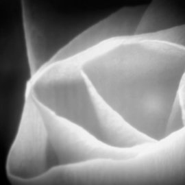 Anita Kovacevic: 'Rose', 2011 Black and White Photograph, Floral. Artist Description:  Taken at Hotel Kempinsky in Portorose/ Portoroz in Slovenia. |rose, floral, plant, fine art, photography, photograph, anita kovacevic    ...