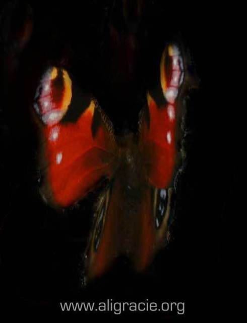 Ali Arisucreativearts  'Butterfly Dark', created in 2011, Original Photography Color.
