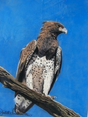 Judith Smith Wilson: 'African Marshall Eagle', 1998 Pastel, Wildlife.  The Marshall Eagle of Africa, Original Pastel Painting on Valour Paper. . . No prints available. ...