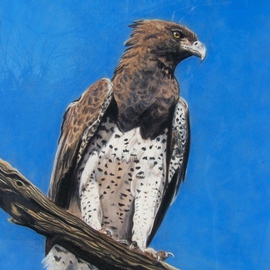 African Marshall Eagle By Judith Smith Wilson