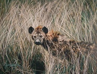 Judith Smith Wilson: 'Lake Tuskanas Hyena', 2007 Watercolor, Wildlife. Artist Description:  Spotted Hyena peering from the grass.  Original painting done from one of Judith Smith Wilson' s photos from Kenya East Africa.  Original' s Price reduced from $l, 800. 00, to 950. 00.  Open Edition Prints Available.  $45. 00 ...