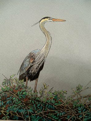 Judith Smith Wilson: 'Magnificient Blue Heron', 2010 Watercolor, Wildlife.  Blue Heron waiting on nest for his mate.  ...