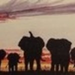 Savutis Elephants, Judith Smith Wilson