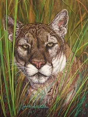 Judith Smith Wilson: 'The Florida Panther', 2000 Watercolor, Wildlife.  Florida Panther in reeds watching pray. Open Edition Prints Available, $35. 00.  Original $985. 00 ...