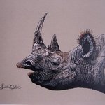 The black Rhino By Judith Smith Wilson
