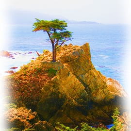 Tammy Gatten: 'The  Famous Tree', 2008 Color Photograph, Scenic. Artist Description:  Driving up to Big Sur we found a famous tree that has been in many movies. Very magestic. ...