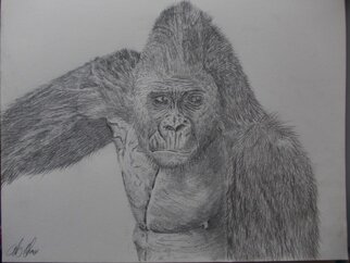 Art Thrus: 'mountain gorilla', 2024 Graphite Drawing, Animals. A free hand graphite pencil drawing of a mountain gorilla looking on and watching the others, realistic drawing with good deep details showing a true feel ...