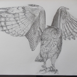 Art Thrus: 'owl ready', 2023 Graphite Drawing, Animals. Artist Description: A free hand graphite pencil drawing of an owl spreading and flapping its wings ready for flight, with 3 coats of fixative on medium rough paper...