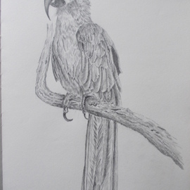Art Thrus: 'watching parrot', 2024 Graphite Drawing, Animals. Artist Description: A free hand graphite pencil drawing of a parrot standing on a branch watching, realistic and true with lots of detail. ...