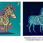 zebra By Michael Auger