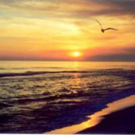 Carole Atkinson: 'Destin Sunset', 2003 Color Photograph, Seascape. Artist Description: Seagull on the wing at the right moment - a purple cast on the shoreline adds a touch of glory to this sunset....