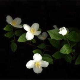 Carole Atkinson: 'English Dogwood', 2004 Color Photograph, Floral. Artist Description: Fresh spring blossoms...
