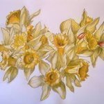 Daffodils By Austen Pinkerton