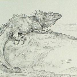 Lizard  By Austen Pinkerton