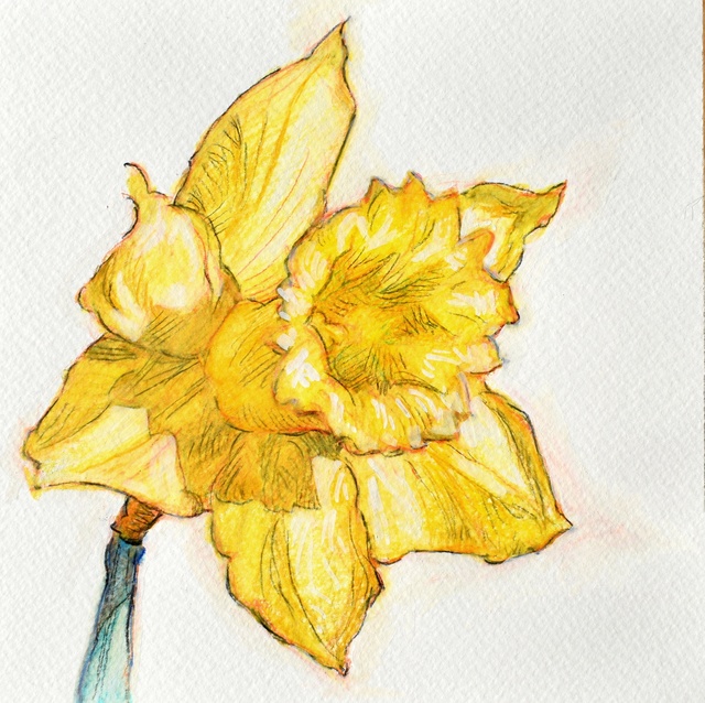 Artist Austen Pinkerton. 'An Easter Daffodil' Artwork Image, Created in 2020, Original Painting Ink. #art #artist
