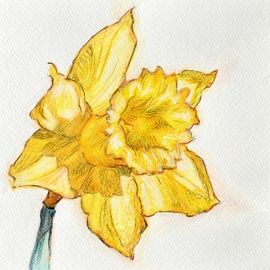an easter daffodil By Austen Pinkerton
