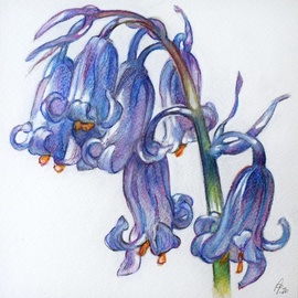 bluebells By Austen Pinkerton
