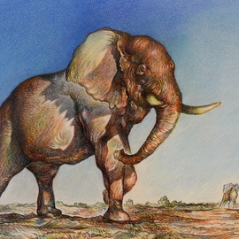 bull elephant By Austen Pinkerton