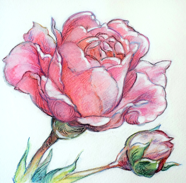 Artist Austen Pinkerton. 'Rose And Bud' Artwork Image, Created in 2020, Original Painting Ink. #art #artist