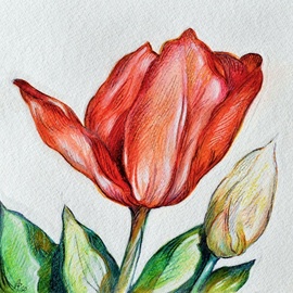 tulip  By Austen Pinkerton