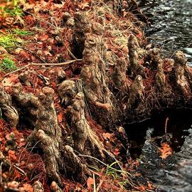 B A Autery: 'figures of roots', 2017 Color Photograph, Landscape. Artist Description: Alien figures of roots coming alive at the water line. landscape, roots, oranges, fall colors, water, waters edge, tree, tree roots...