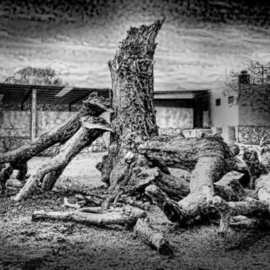 Andrew Xenios: 'Altered Tree', 2012 Black and White Photograph, Representational. Artist Description:    After a lightning bolt hit this tree, nobody in the Mayan village will touch it due to tremendous superstition.  ...