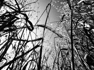 Alessandro Zanazzo: 'in the bush of ghosts', 2015 Digital Photograph, Ecological. This original print, limited edition, is available on several sizes, on request. Signed on the back side , certificate of authenticity available . Print available  on paper or aluminium. ...