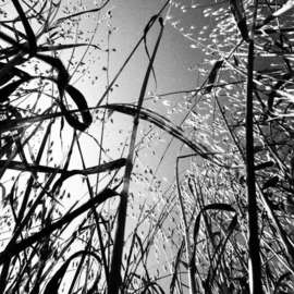 Alessandro Zanazzo: 'in the bush of ghosts', 2015 Digital Photograph, Ecological. Artist Description: This original print, limited edition, is available on several sizes, on request. Signed on the back side , certificate of authenticity available . Print available  on paper or aluminium. ...