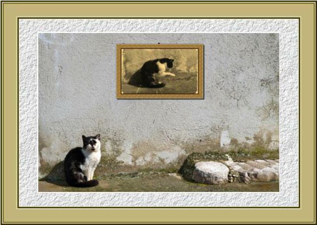 Dragutin Barac  'Cat', created in 2011, Original Photography Silver Gelatin.