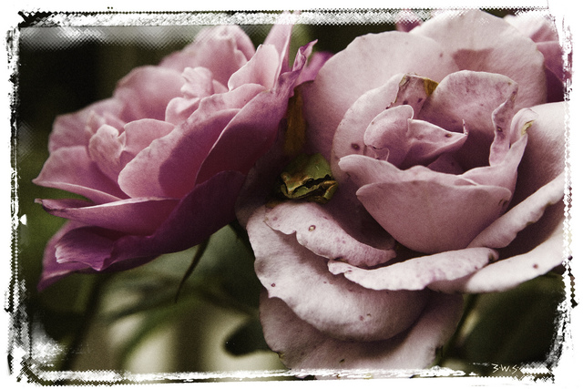 Artist Barry Scharf. 'Rose And Frog' Artwork Image, Created in 2009, Original Photography Color. #art #artist