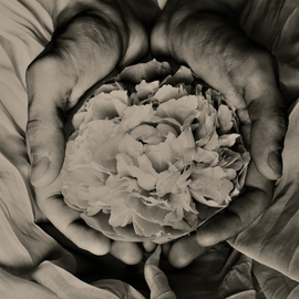 Katya Evdokimova: 'Hands', 2007 Black and White Photograph, Floral. Artist Description: Archival Inkjet Print...