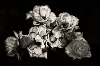Katya Evdokimova: 'Roses', 2007 Black and White Photograph, Floral. 