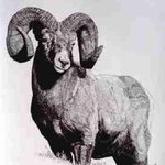 Big Horn Mountain Sheep By Roberta Ekman
