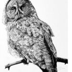 Great Grey Owl By Roberta Ekman