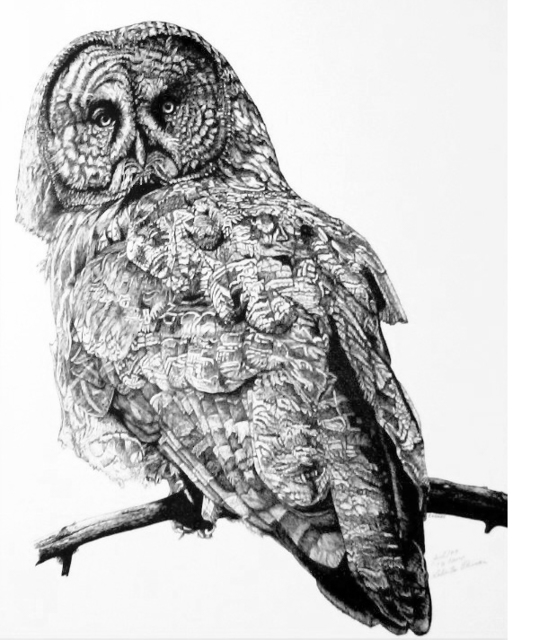 Artist Roberta Ekman. 'Great Grey Owl' Artwork Image, Created in 1999, Original Drawing Pen. #art #artist