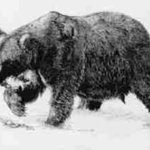 Grizzly Bear, Roberta Ekman