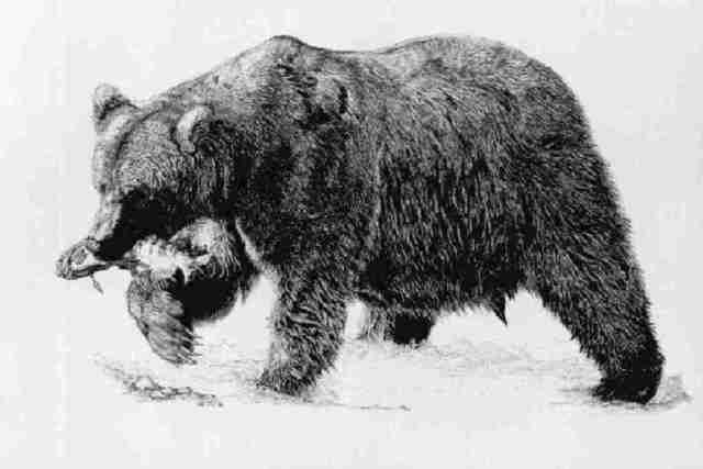 Roberta Ekman  'Grizzly Bear', created in 2000, Original Drawing Pen.