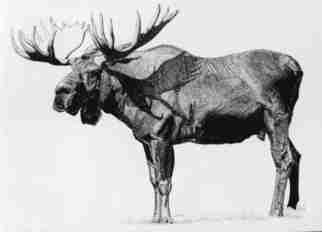 Roberta Ekman: 'Moose', 2000 Pen Drawing, Animals.  Signed limited edition print of bull moose  ...