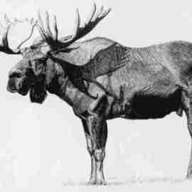 Moose By Roberta Ekman