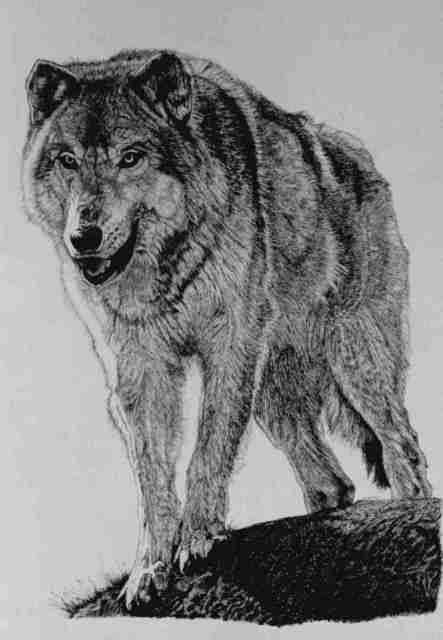Roberta Ekman  'Timber Wolf', created in 2000, Original Drawing Pen.