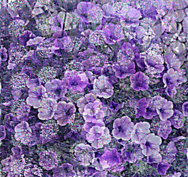 Bernadette  Rivera  'Violet', created in 2015, Original Photography Mixed Media.