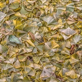 Bruce Lewis: 'ginkgo leaves', 2018 Digital Photograph, Landscape. Artist Description: From the Things That Are Stepped On series. The leaves make a beautiful organic pattern. ...