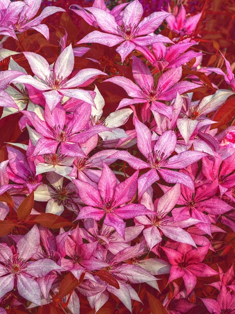 Artist Bruce Lewis. 'The Clematis Pattern In Pink' Artwork Image, Created in 2019, Original Photography Color. #art #artist