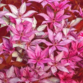 the clematis pattern in pink By Bruce Lewis