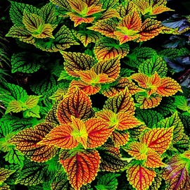 Bruce Lewis: 'the secret garden', 2019 Digital Photograph, Floral. Artist Description: From the secret garden series.  Wonderful color and contrast...