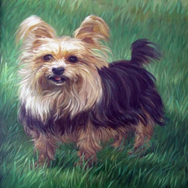 Lisa Johnson: 'Cody', 2000 Oil Painting, Portrait. Artist Description:  Small almost life sized portrait of Yorkshire Terrier. ...