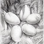 Bluebird Eggs By Bonie Bolen