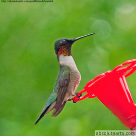 William Brelsford: 'STANDING TALL', 2013 Color Photograph, Birds. Artist Description:    humming bird, bird, nature, spring, summer,   ...