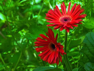 William Brelsford: 'red gerberas', 2010 Color Photograph, Floral.  flower, flowers, floral, gerbera, nature, garden, leaves, leaf, spring, summer, ...